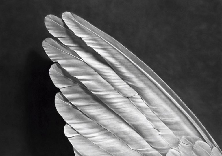 Robert Longo – Angel's Wing Black and White